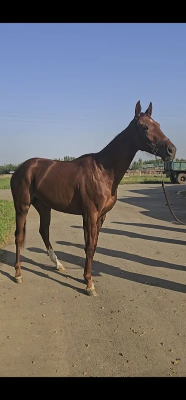 Ot sotiladi Продаётся лошадь — фото 2