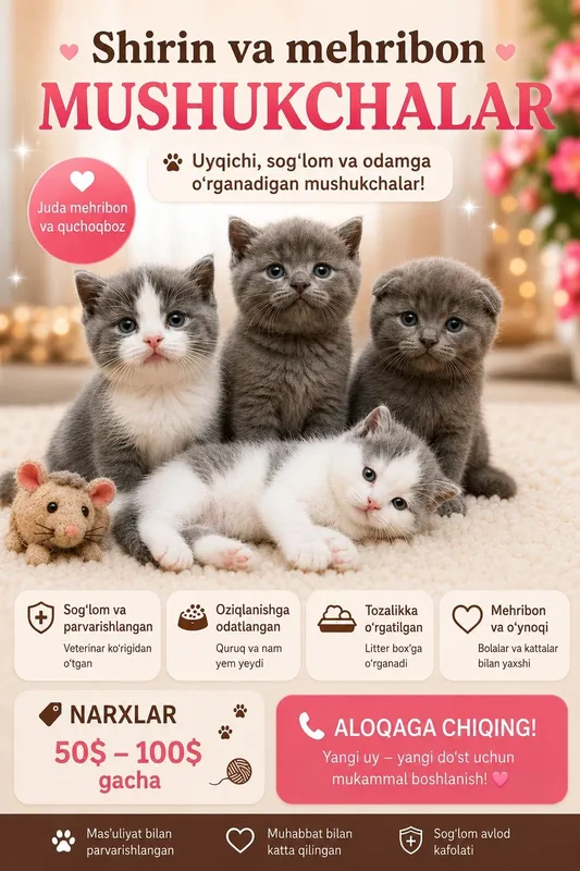 skottish strayt va fold mushukchalar 1.5 oylik