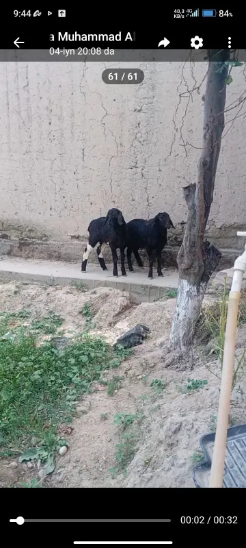 Quzichoqlar sotilad