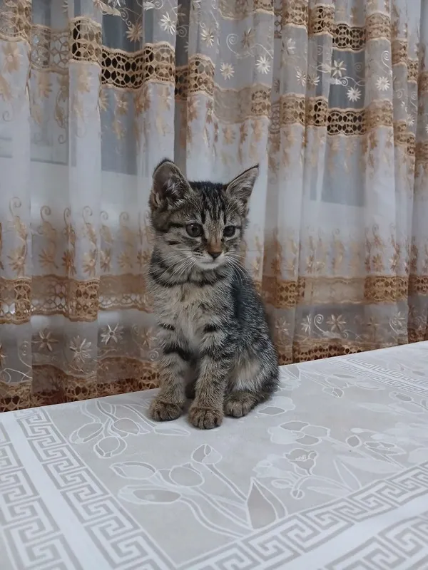 Мушук текинга берилади