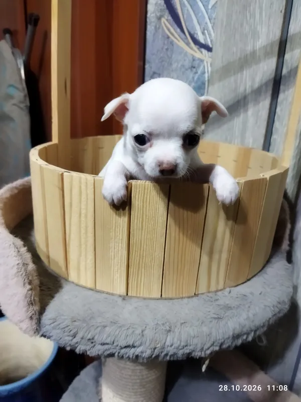 Chihuahua kuchukchalariga bron 3 Chihuahua kuchukchalariga bron 3