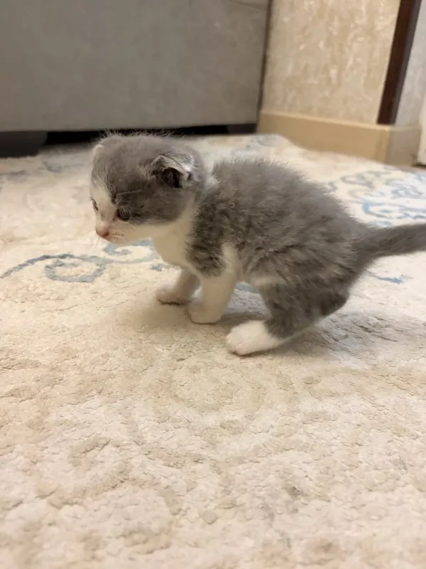 Mushuk Scottish Fold 5 Mushuk Scottish Fold 5