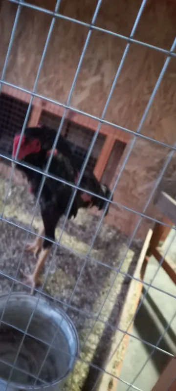 7oyli joja xoroz 6