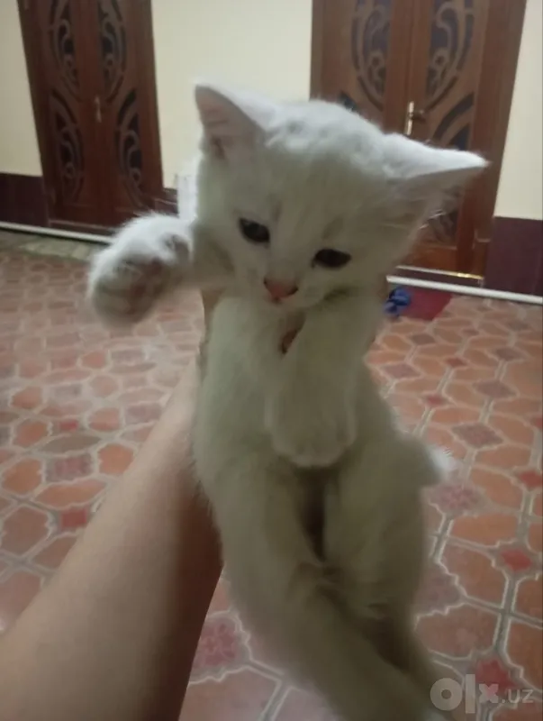 Мама-кошка и 3 котёнка, все мальчики 3 Мама-кошка и 3 котёнка, все мальчики 3
