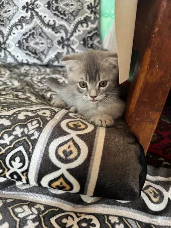 Котенок SCOTTISH FOLD 5 Котенок SCOTTISH FOLD 5