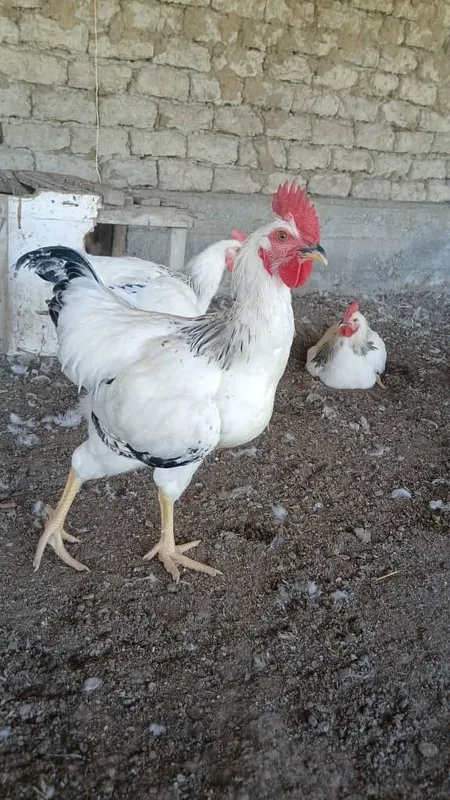 Adler xorozlari yaxshi boqilgan 6 Adler xorozlari yaxshi boqilgan 6