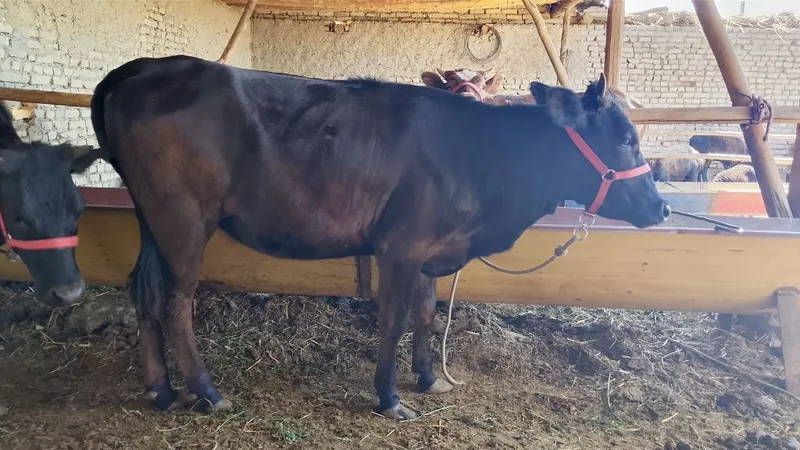 Bugʻoz mol sotiladi 2