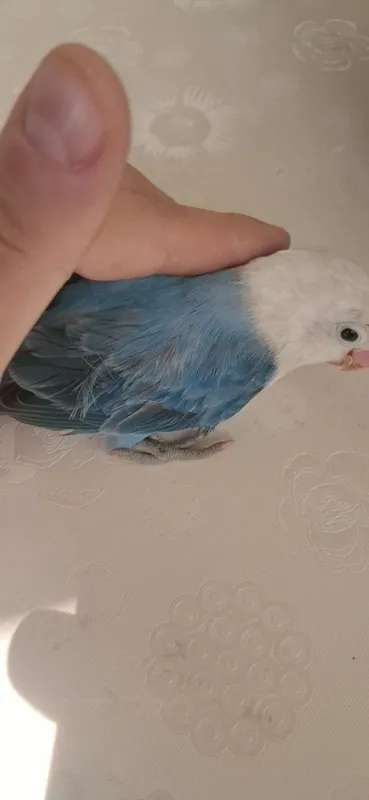 Lovebird nar zotdor 5