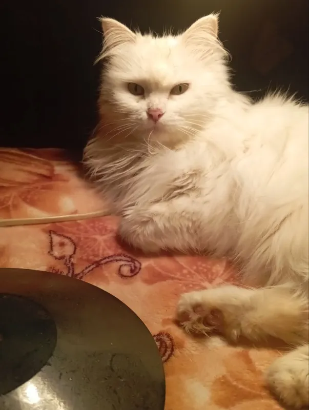 Кошечка Снежинка — фото 1