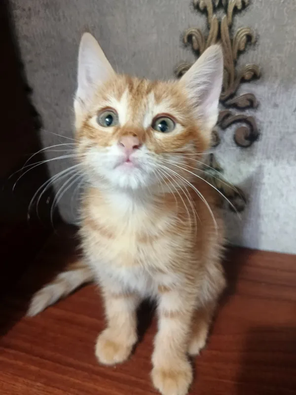 Коты: Тигр, Муиза, Барсик, Коравой. 1