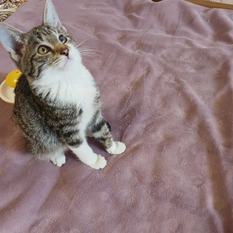 Котята бесплатно — фото 2