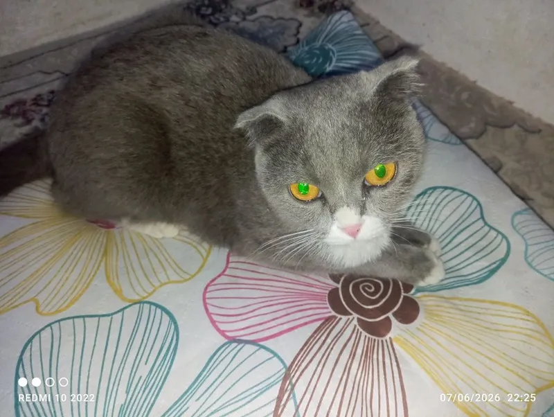 Zotdor: orginal (Scottish Fold)