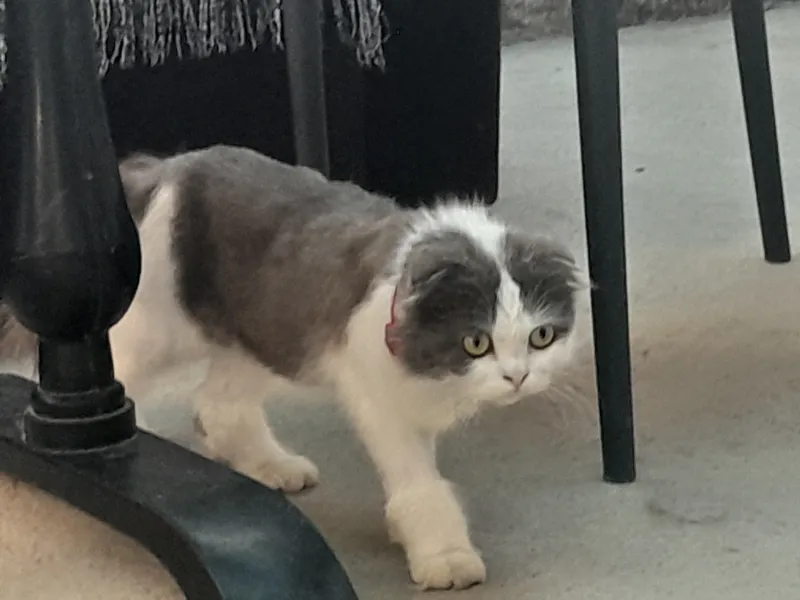 Кошка скотш самка 1