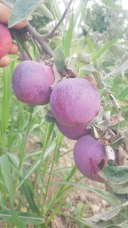 3 yoshli Olma daraxti meva qilyapti tomiri karli — фото 3