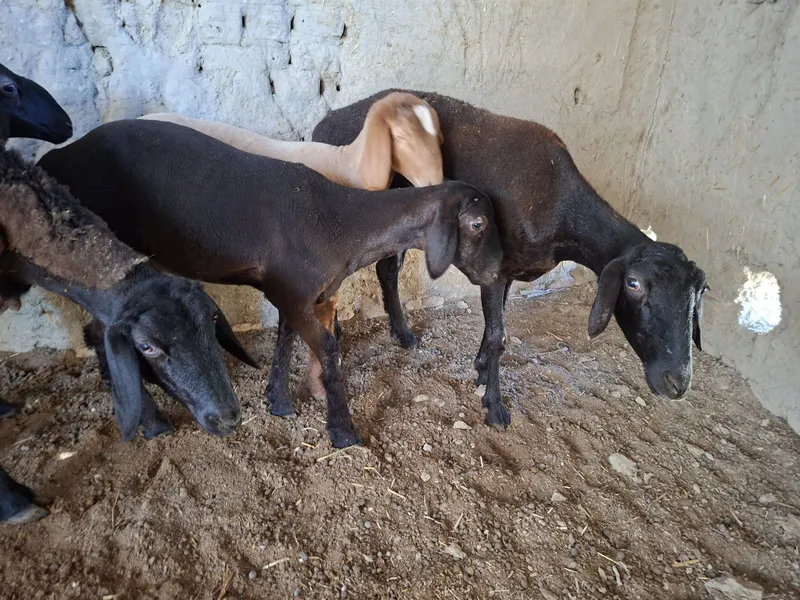 Ona bola quylar sotiladi ikkita tuqqan birinchi qorin — фото 1