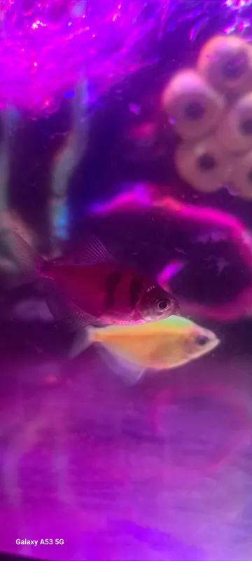 GloFish baliqchalari 1