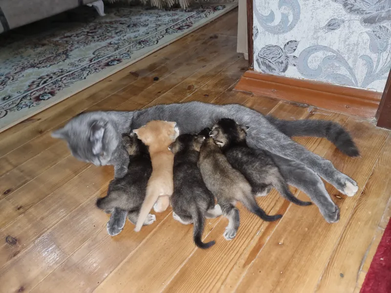 Котята под бронь