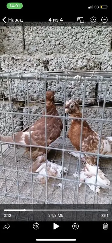 Каптар сотилади
