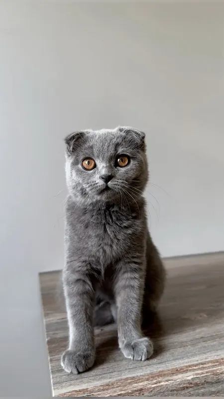 Scottish fold 1 Scottish fold 1