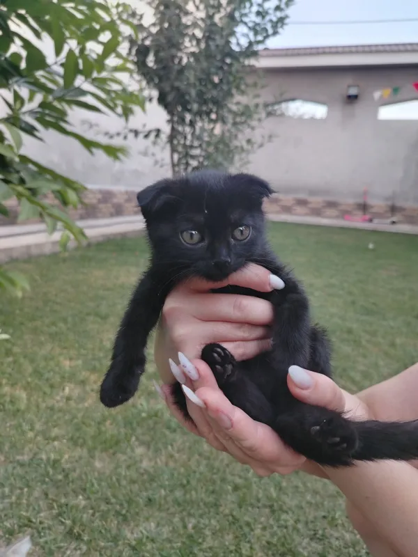 котенок девочка