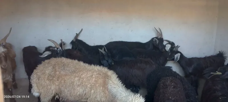 Echki va takka echkilar sotiladi 3