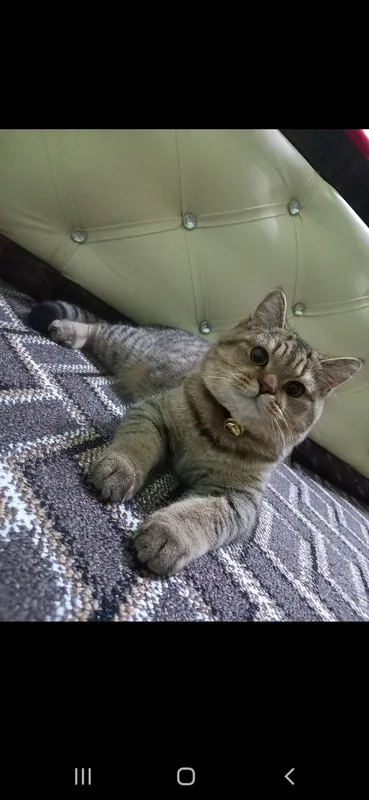 Britanskiy strayt toza zotli Tabby mushuk