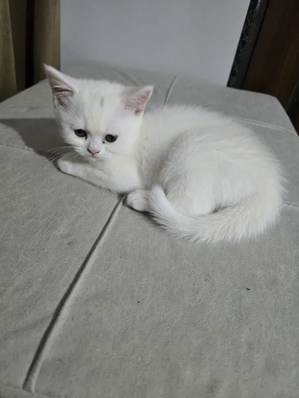 Turk angora mushuklari 2 oylik sotiladi