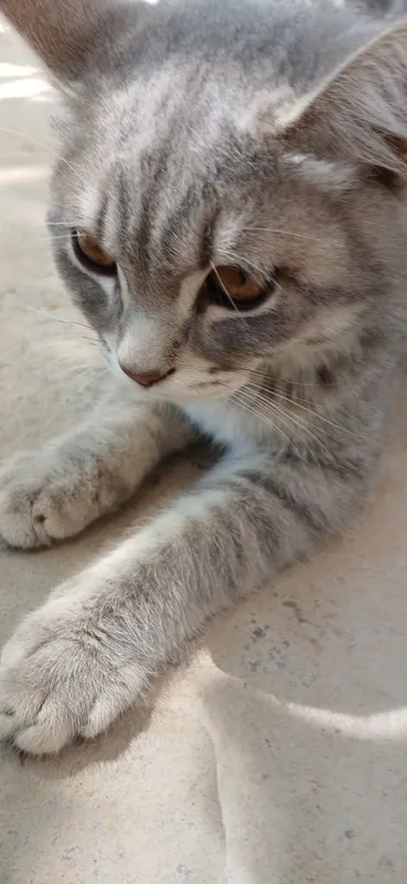 Uy mushuklari parodali 3 Uy mushuklari parodali 3