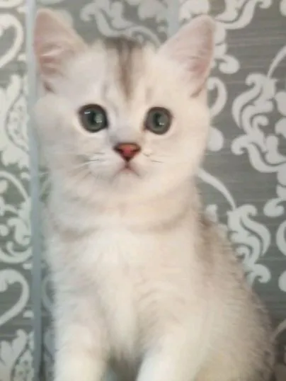 британский котик 2 британский котик 2