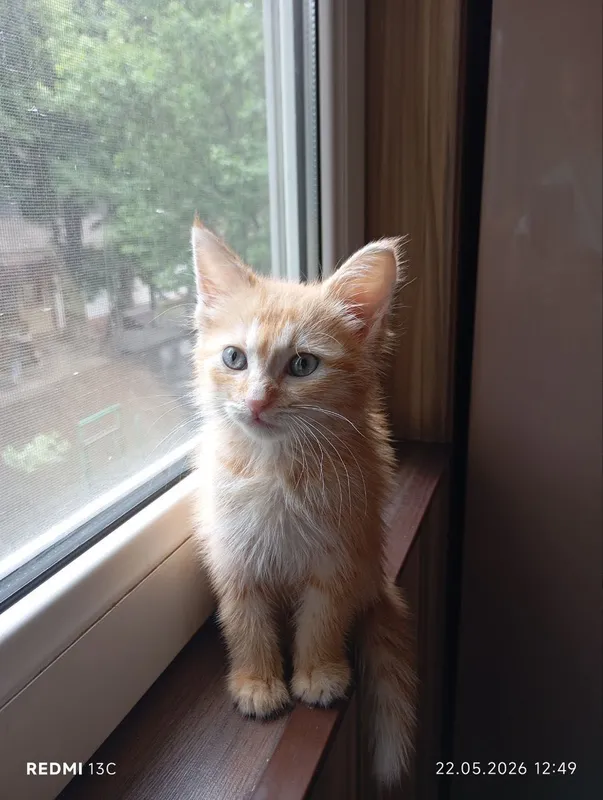 Пристраивается котенок, мальчик 2 Пристраивается котенок, мальчик 2