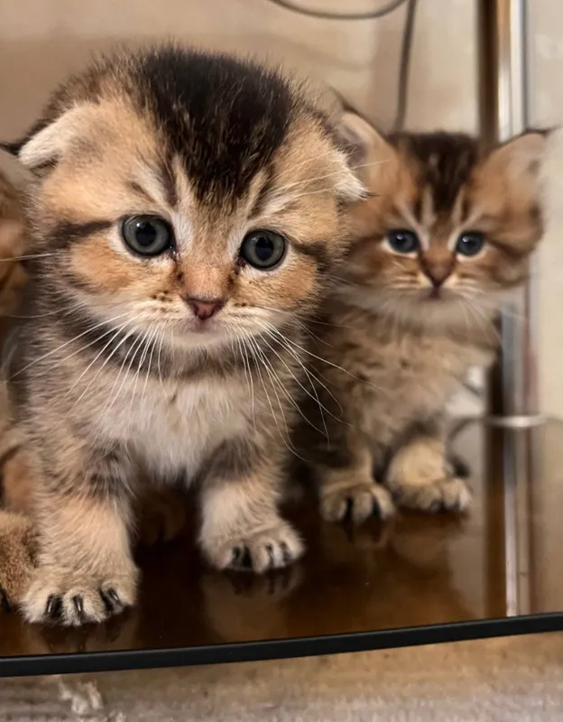 продаются котята 1 продаются котята 1