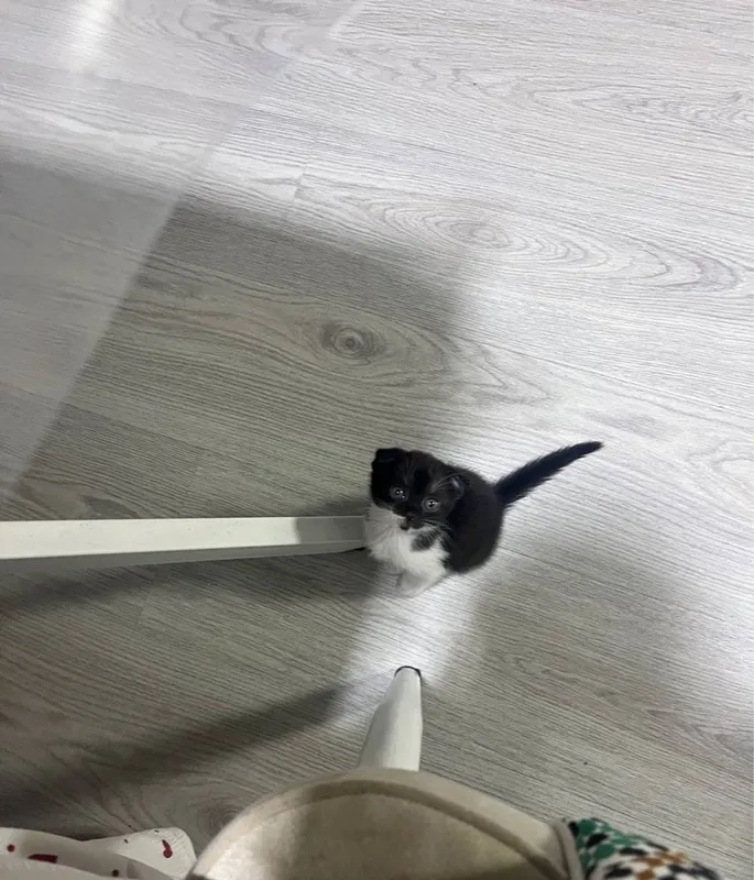 скотиш фолд мушуги — фото 3