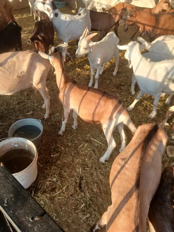 Echki bolasi sotiladi 2 Echki bolasi sotiladi 2