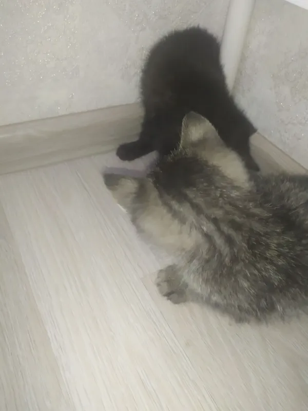 Котята 10