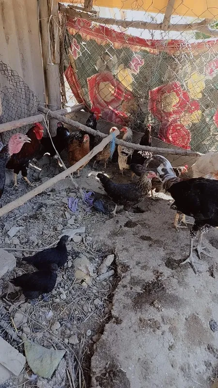 1 yoshar tovuqlar
