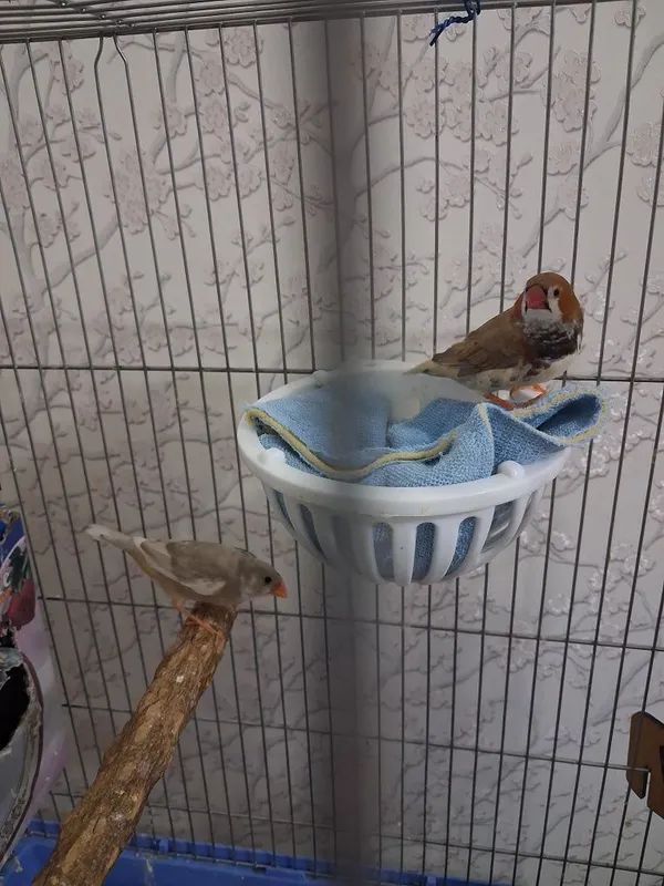Amadina qushlari 3 Amadina qushlari 3