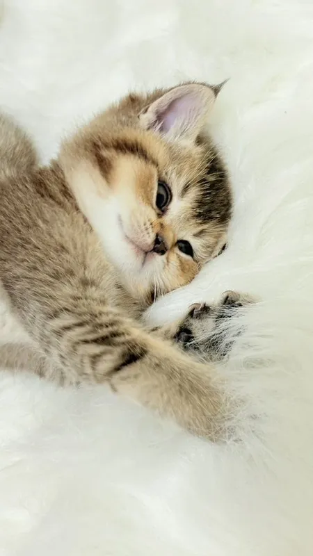 продаю котёнка девачку — фото 3