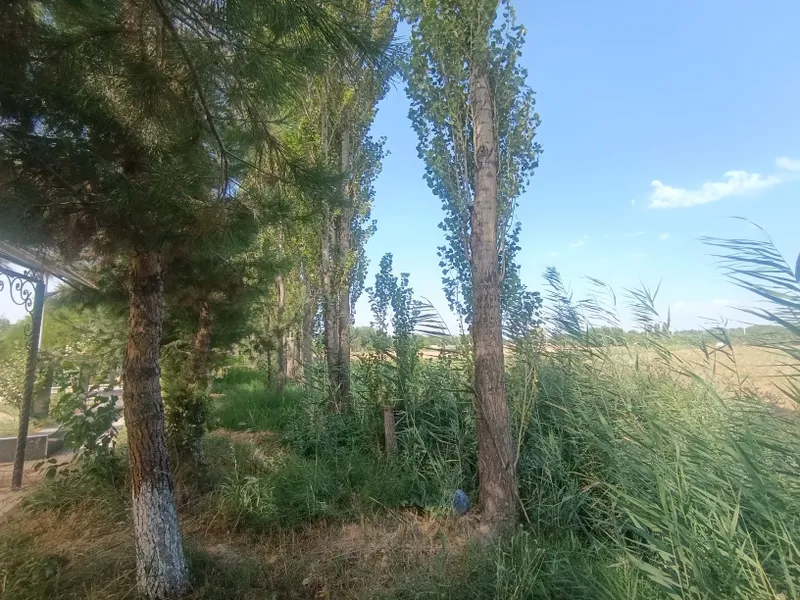 Teraklar toʻsinlar sotiladi 1