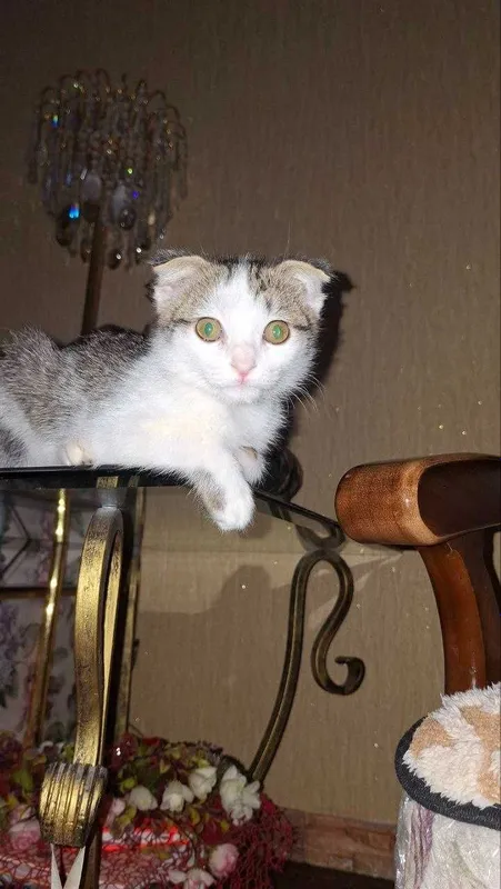 Отдам котят бесплатно 1
