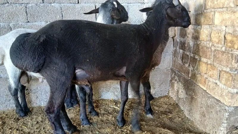 3 ta qoʻchqor sotiladi 1