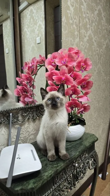 Продаются Сиамские котята