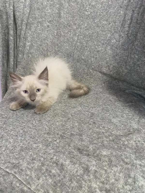 Котята Невская Маскарадная 1 Котята Невская Маскарадная 1
