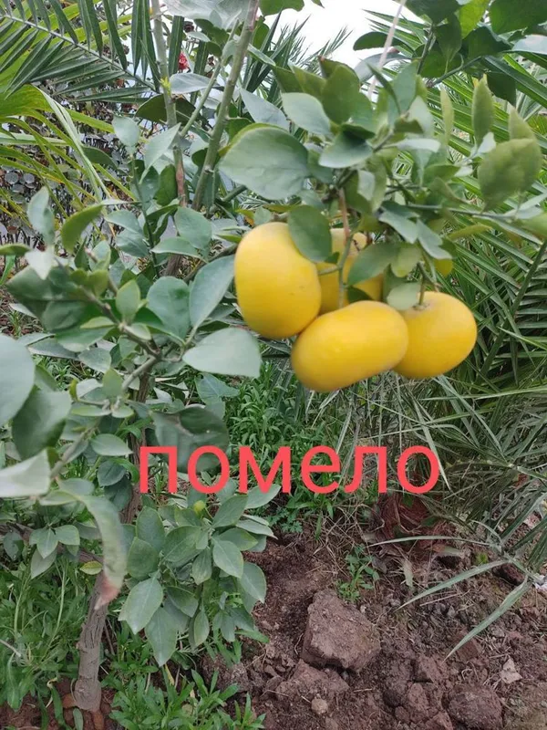 Apilsin,Mandarin,Kumkuvat,Pomello — фото 1