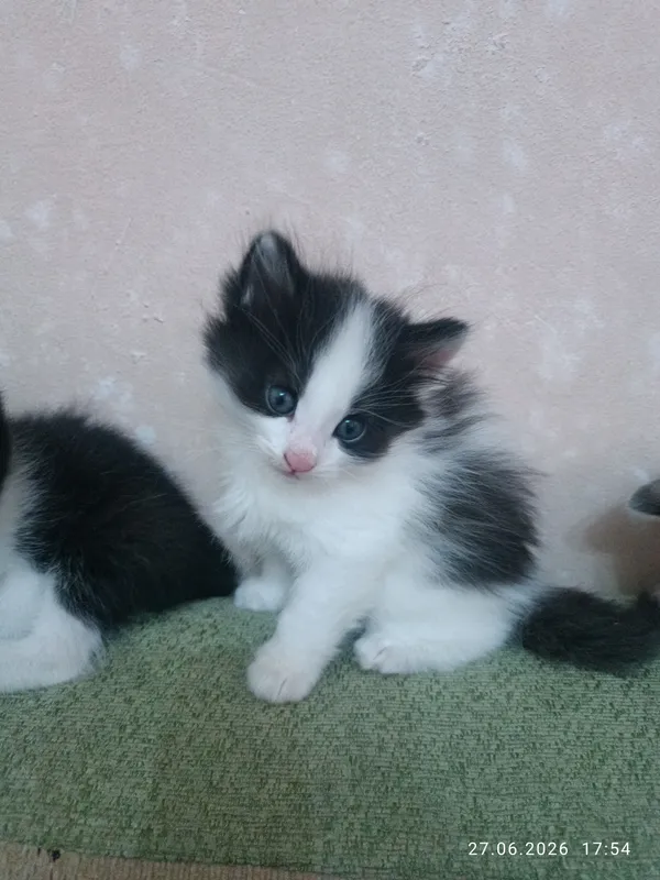 Продаются котята. Очень милые и красивые. — фото 5