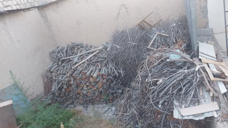 Mevali daraxtlar o'tin 1 Mevali daraxtlar o'tin 1