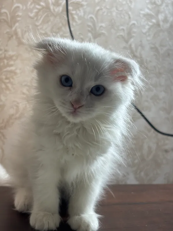 Вислоухий котенок — фото 3