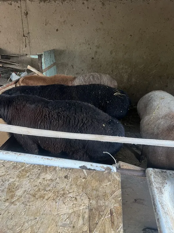 Qoyla sotiladi toza yemda boqilgam semiz — фото 2