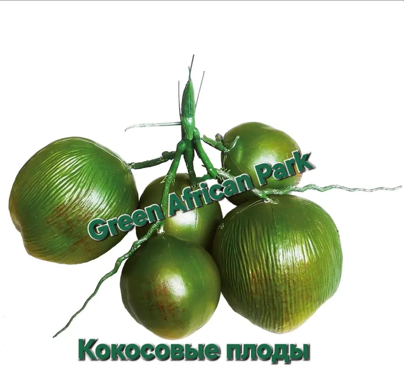 Пальмовые листья palma barglari 9
