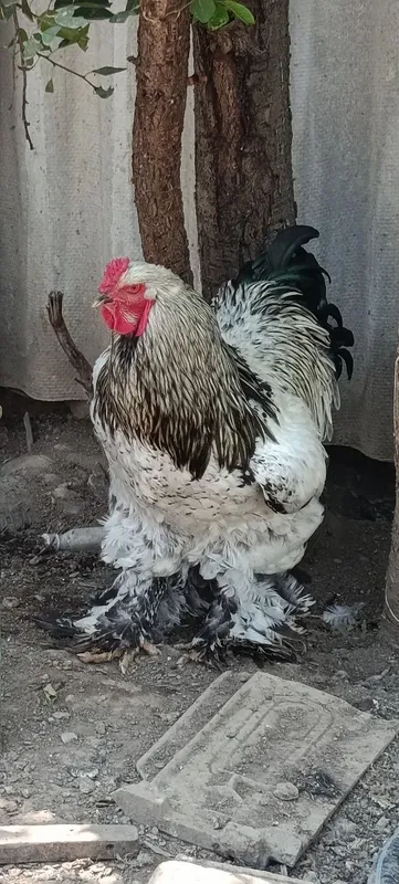Продаются петухи породы брама 1