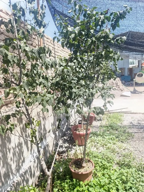 продам деревья сирени 7
